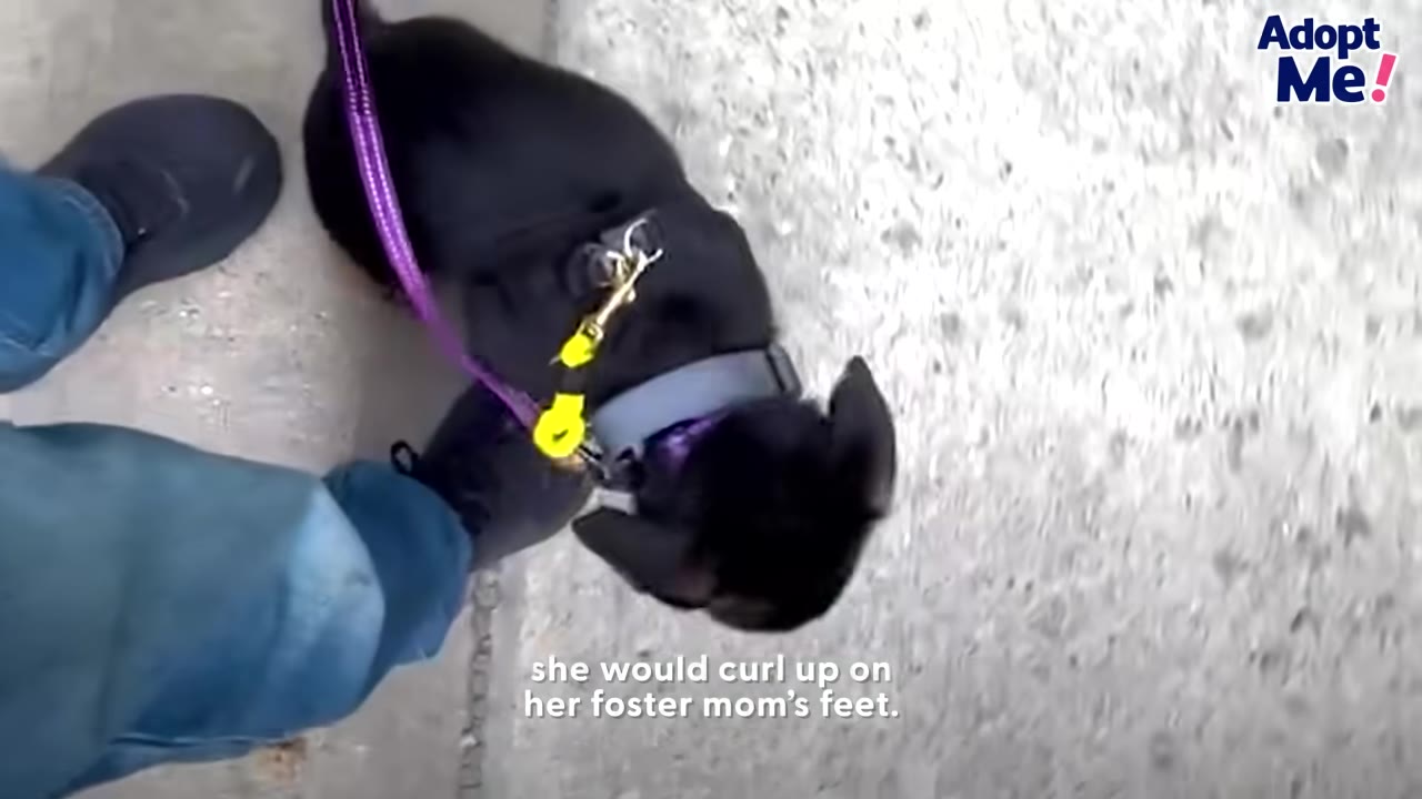 A high-angle shot of a small black puppy wearing a harness and purple leash, curling up next to its foster owner's blue-jeaned legs and black shoes on a concrete sidewalk.