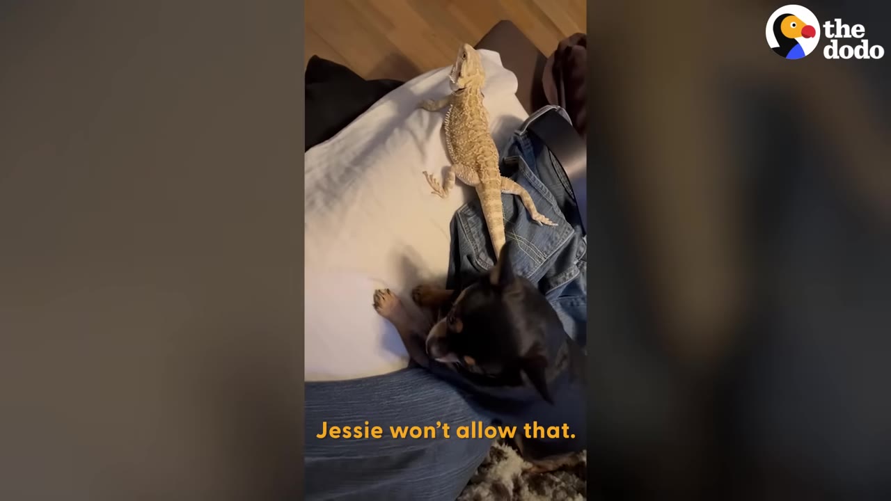 A small black dog sits near a bearded dragon on a pillow, with on-screen text reading 'Jessie won't allow that.'