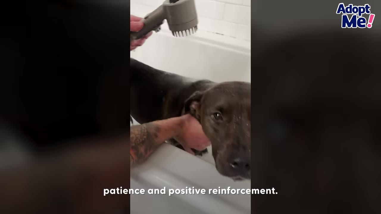 A brown dog being gently bathed in a tub with a shower attachment, with the caption 'patience and positive reinforcement' at the bottom.