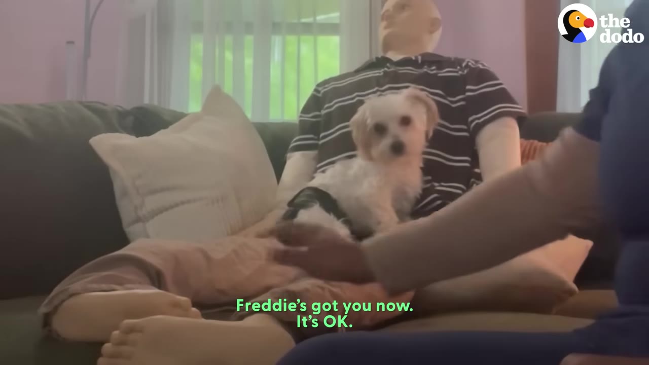 A small white dog sits on the lap of a mannequin dressed in a striped shirt and pants on a couch, looking directly at the camera.