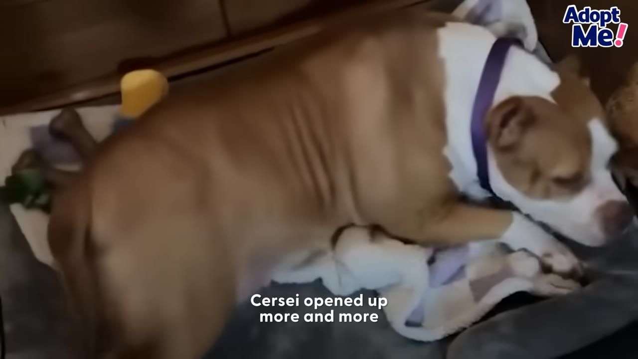 A brown and white dog wearing a purple collar lies down comfortably on a soft dog bed.
