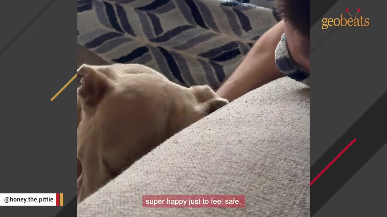 A close-up of a light-colored dog resting its head on a soft cushion next to a person, with a caption that reads 'super happy just to feel safe.'