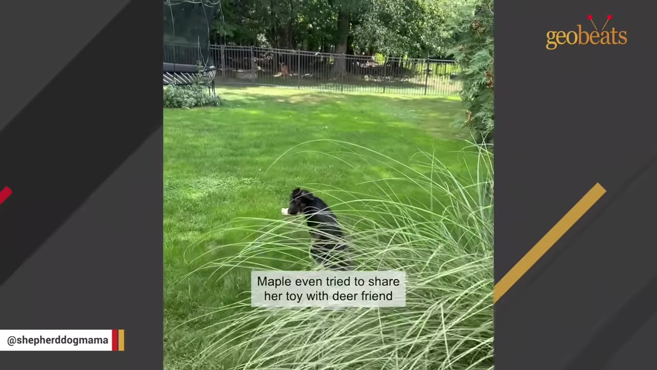A black and tan puppy stands in a grassy yard holding a white toy in its mouth, looking towards a fence in the background.