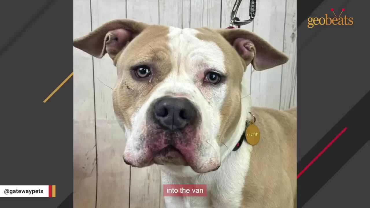A close-up of a tan and white dog looking directly at the camera with a sad expression, with the subtitle 'into the van' at the bottom.