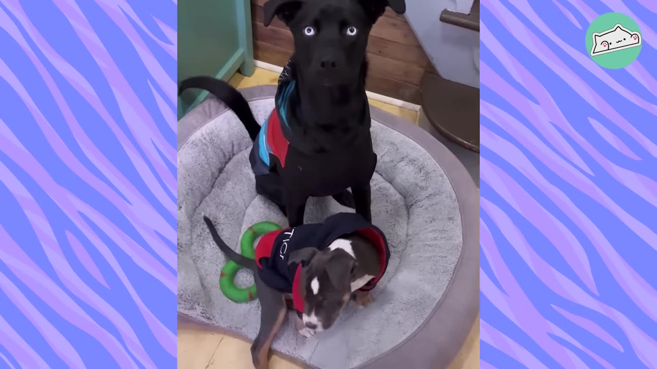 A black dog with bright blue eyes and a smaller grey and white puppy sit together in a grey dog bed, both wearing matching hoodies.