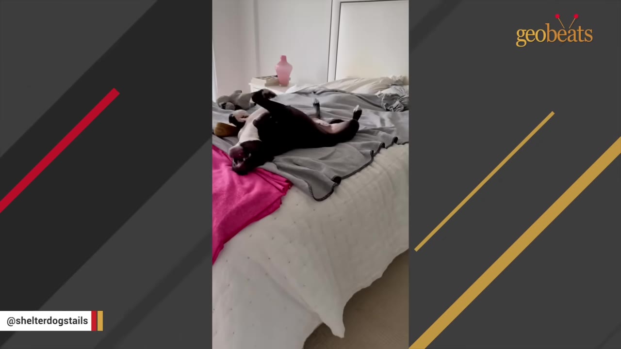 A black and white dog lies on its back with its paws in the air on a large bed covered with a grey blanket.