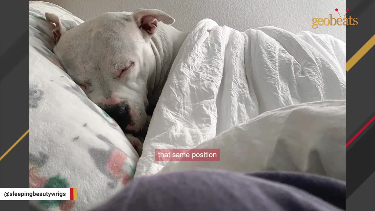 A close-up of a white dog sleeping soundly in a bed, tucked under a white blanket with its head resting on a pillow.
