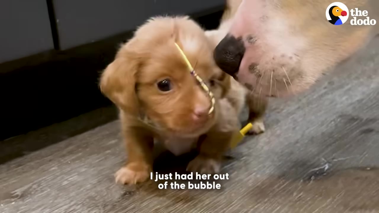 A small golden puppy with a medical tube taped to her head stands on a grey floor next to a larger dog sniffing her.