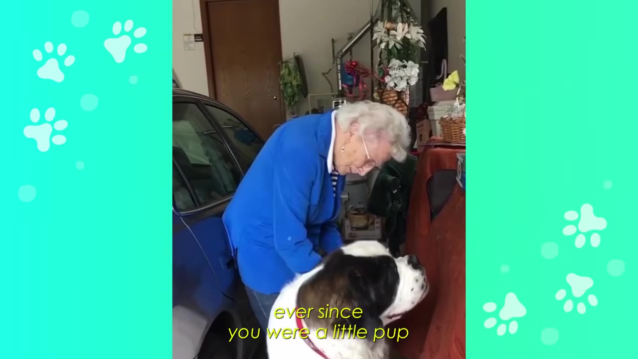 An elderly woman in a blue jacket bends down to look affectionately at a large Saint Bernard dog.