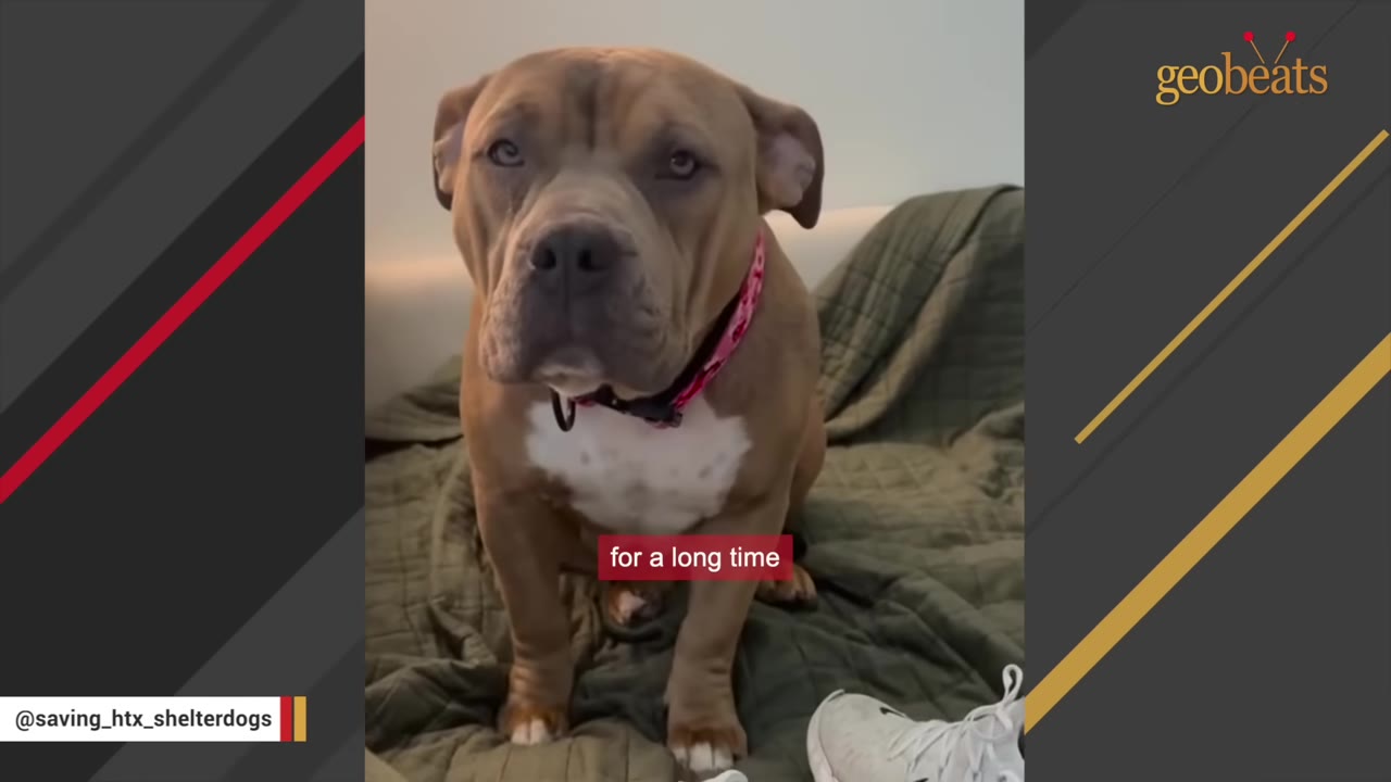 A tan pit bull-type dog with a pink collar sits on a green blanket, looking directly at the camera with a serious expression.