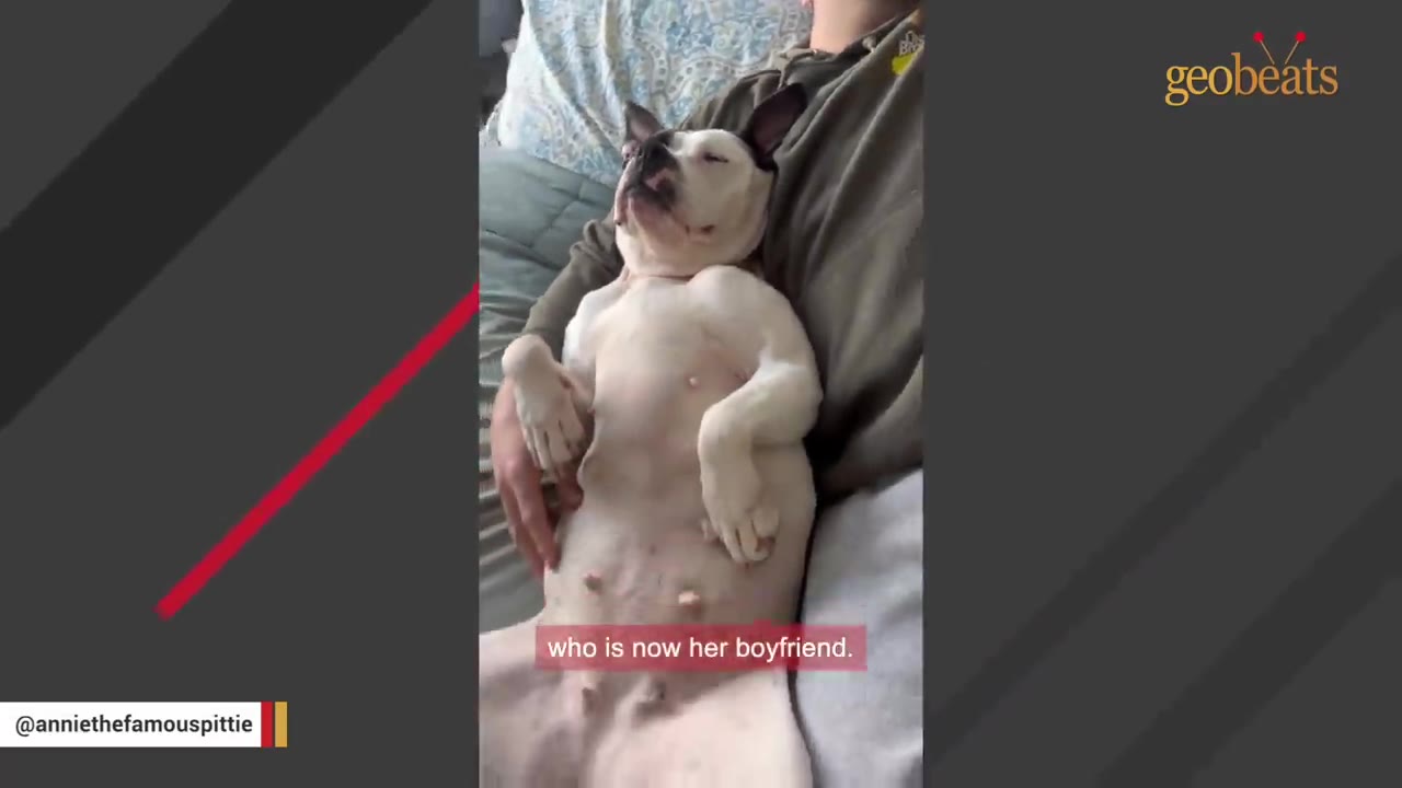 A black and white pit bull lies contentedly on her back on a man's lap, with her eyes closed in relaxation.