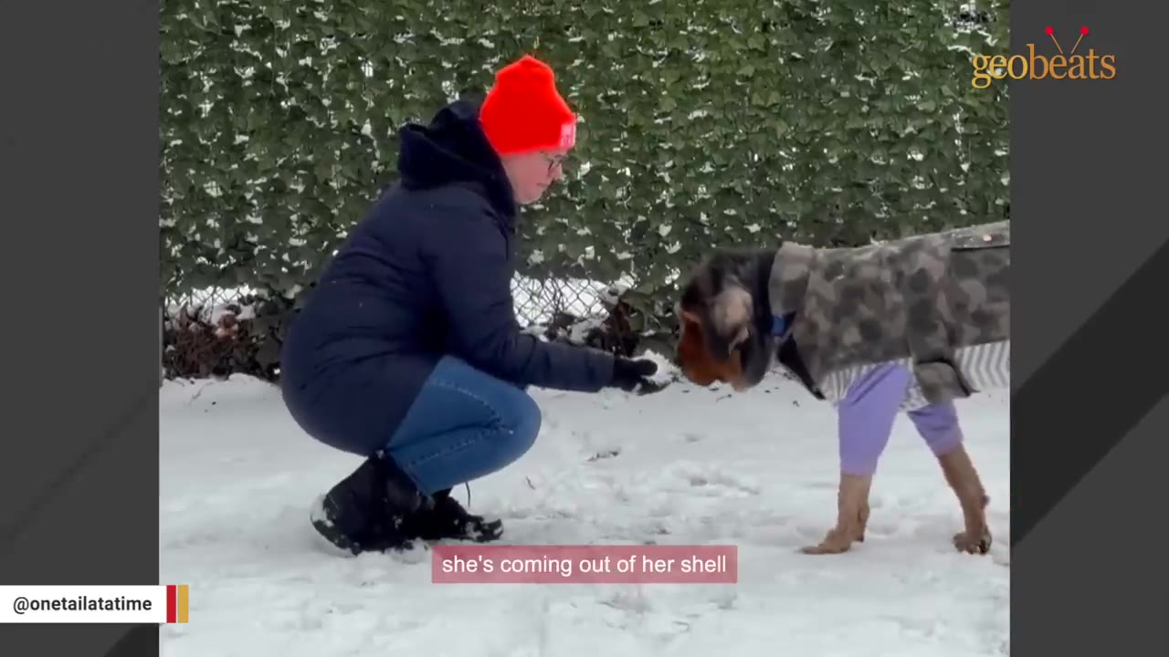 A person wearing a bright red beanie and a dark winter coat squats in the snow, offering a treat to a dog wearing a camouflage coat and purple leggings.