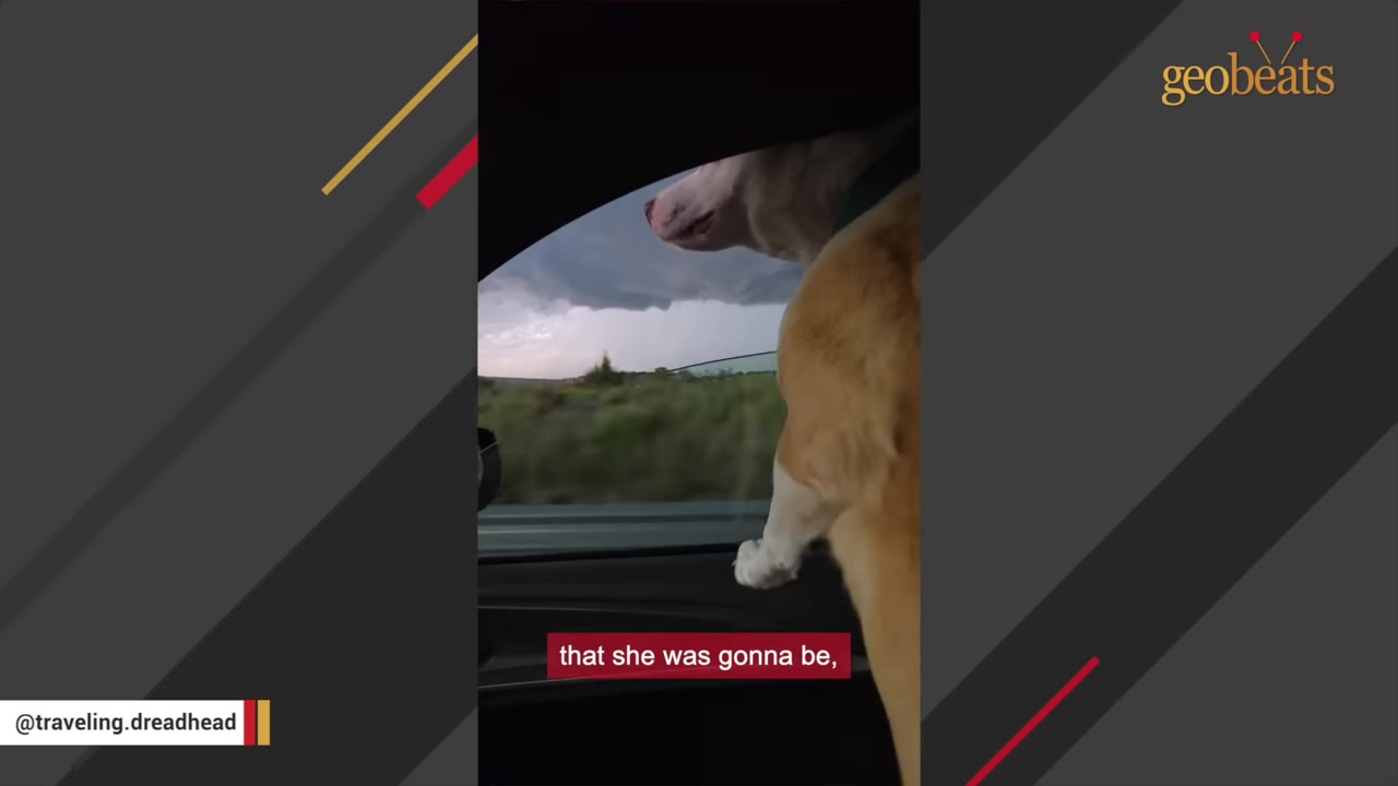 A tan and white dog looks out of an open car window at a passing landscape under a cloudy sky.