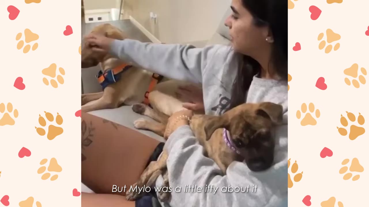A woman holds a small brindle puppy in her lap while reaching out to pet a larger tan dog sitting slightly further away on the couch.