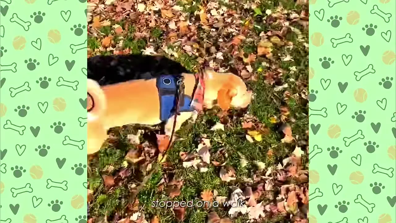 A light brown dog wearing a blue harness walks on a grassy area covered with fallen autumn leaves.