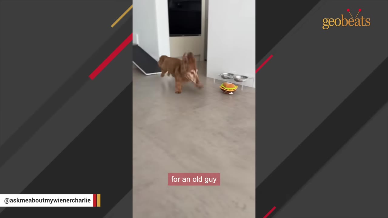 A long-haired dachshund runs energetically across a tiled floor indoors, with his ears flying up in the air.