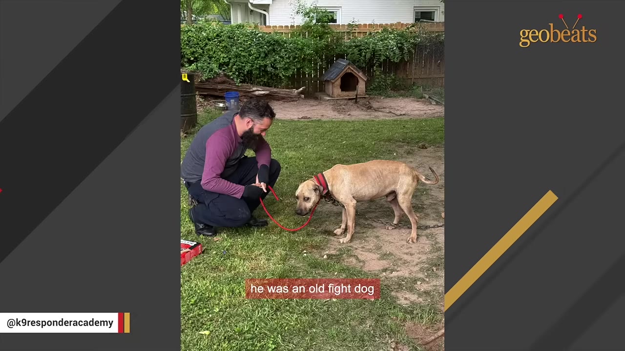 A man with a beard kneels on a grassy lawn next to a thin, tan dog wearing a red collar and attached to a heavy chain.