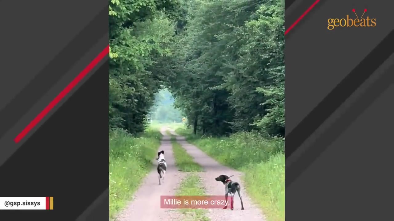 Two German Shorthaired Pointers on a dirt path surrounded by green trees, with one dog running ahead and the other standing calmly.