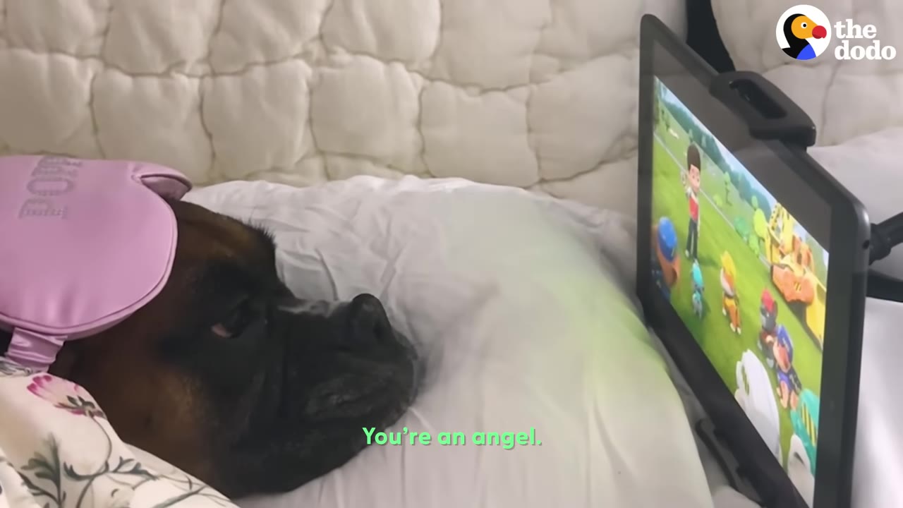 A boxer dog lying in bed with a pink sleep mask pushed up on her head, watching a cartoon on a tablet screen.