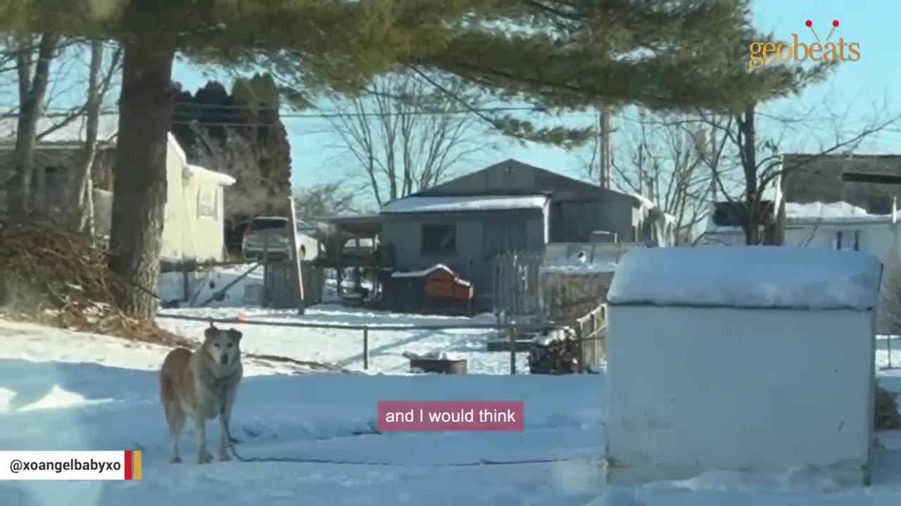 A tan and white dog stands chained in a snowy yard with a small doghouse nearby.