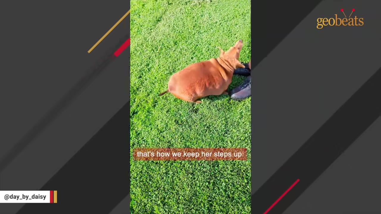 An overweight brown dachshund stands on green grass next to a person's feet in black shoes.