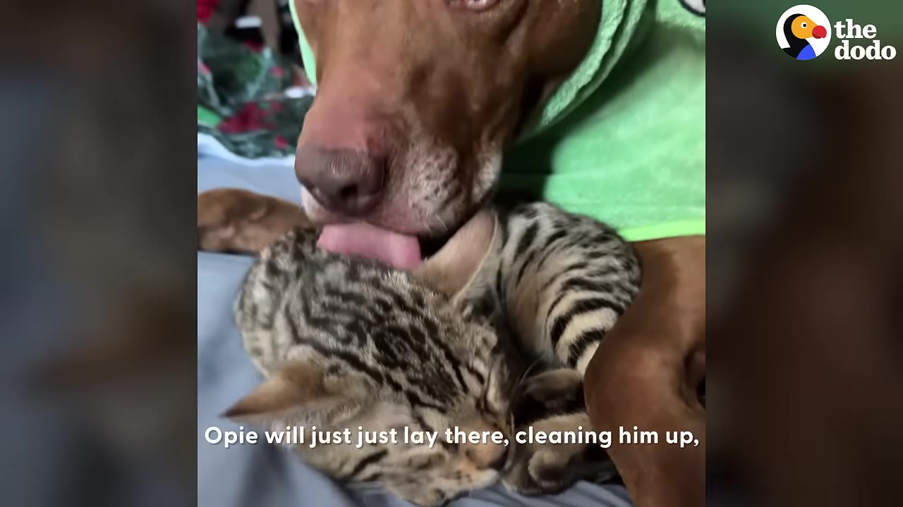 A close-up shot of a brown dog licking and grooming a small tabby kitten lying next to him.