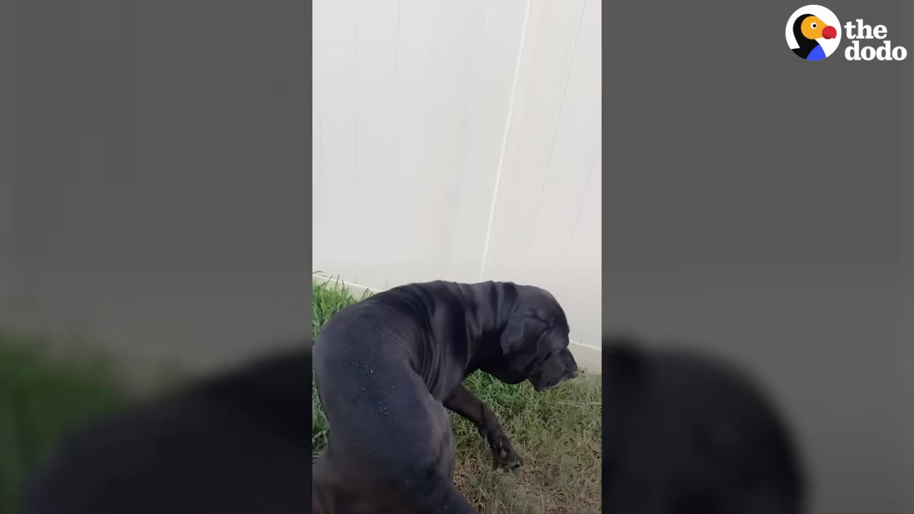 A large black dog sniffing the grass near a white fence.