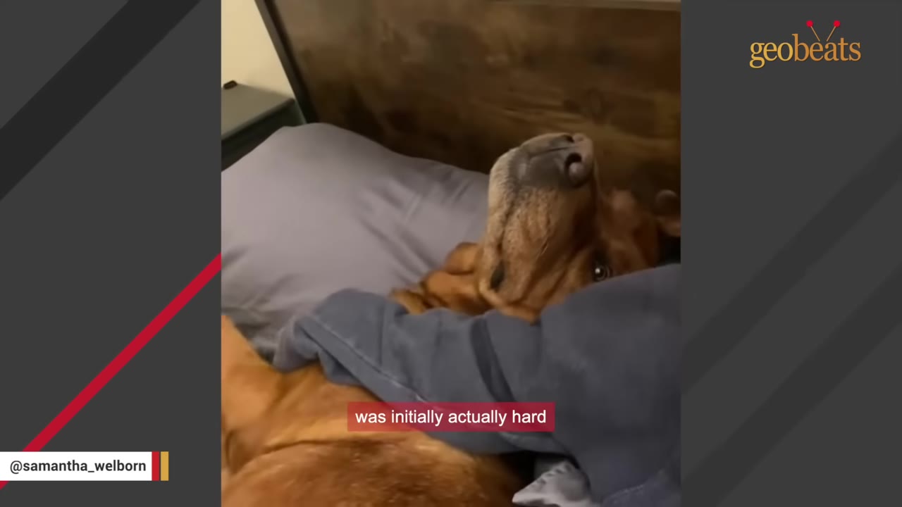 A brown dog lies in a bed with its head resting on a grey pillow next to a person's arm, looking up with wide eyes.