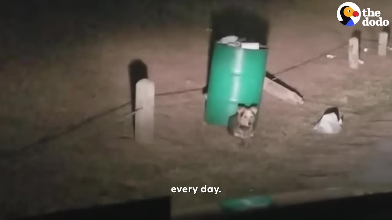 A small dog sits next to a green barrel on a dirt path at night, illuminated by vehicle headlights.