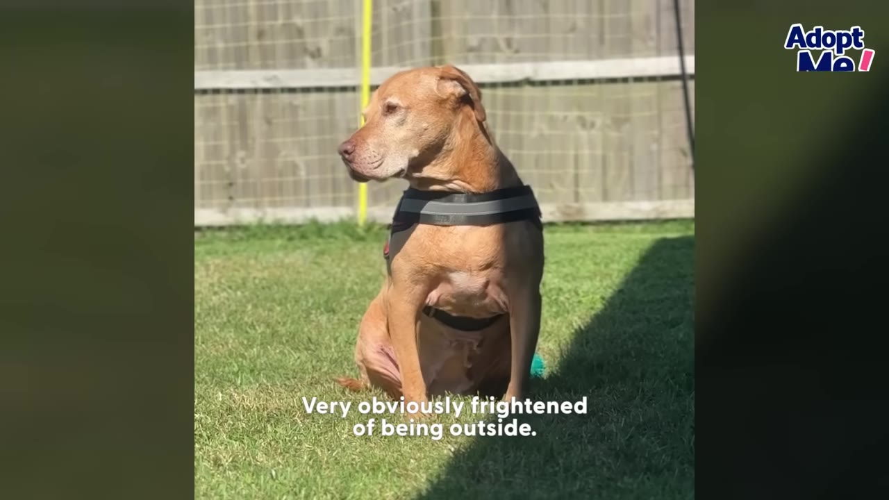 A brown dog wearing a harness sits on a grassy lawn in front of a wooden fence, looking off to the side with a tense expression.