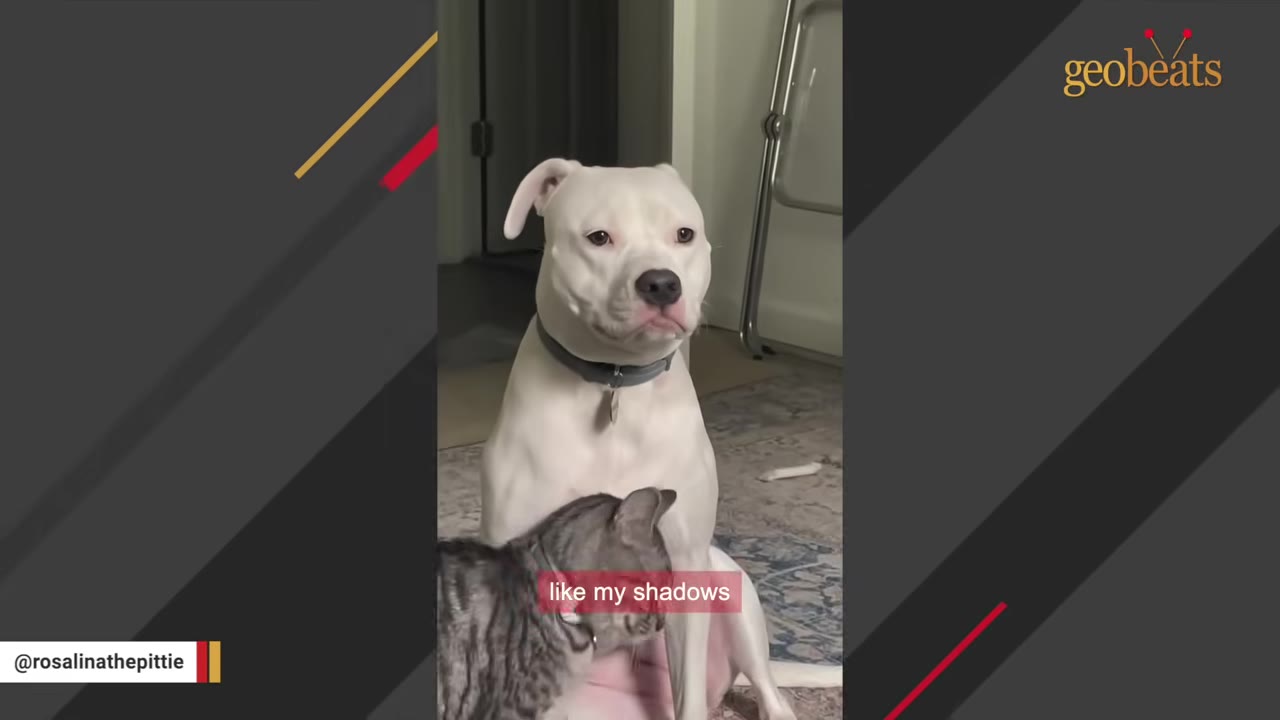 A white pit bull dog sitting calmly while a tabby cat rubs against its chest.
