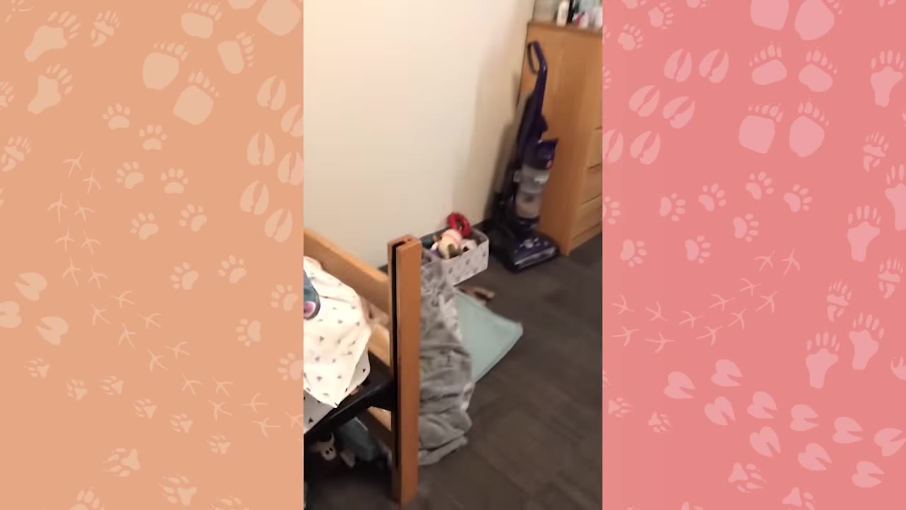 A corner of a dorm room showing a wooden bed frame, a vacuum cleaner, a basket of dog toys, and blankets on the floor.