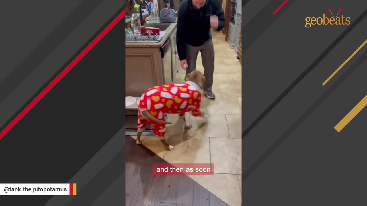 A dog wearing red and white patterned pajamas excitedly greets a man standing in a kitchen.