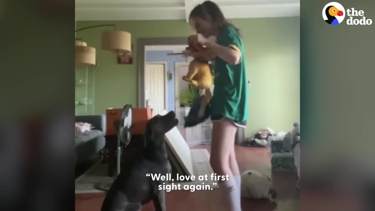 A woman in a green shirt pulls a brown stuffed animal out of a blue bag as a black dog sits and looks up at it expectantly.