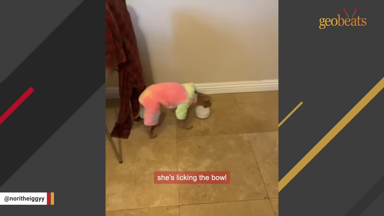 A small Italian Greyhound wearing a colorful pink, yellow, and green fleece onesie licks a small white bowl on a tiled floor.