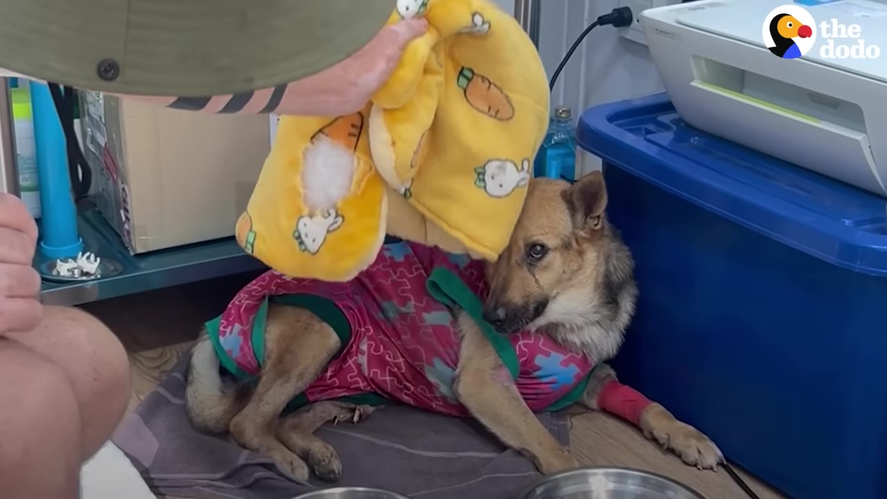 A person's hand holds a soft yellow blanket decorated with carrots and bunnies, gently placing it near the head of a brown dog wearing a pink patterned shirt.