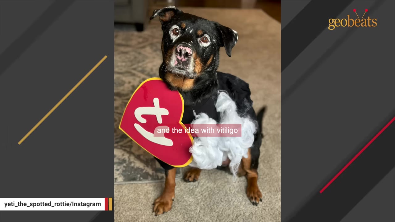 A black and tan dog with white vitiligo patches around his eyes and nose sits upright, wearing a red Ty Beanie Baby heart tag around his neck.