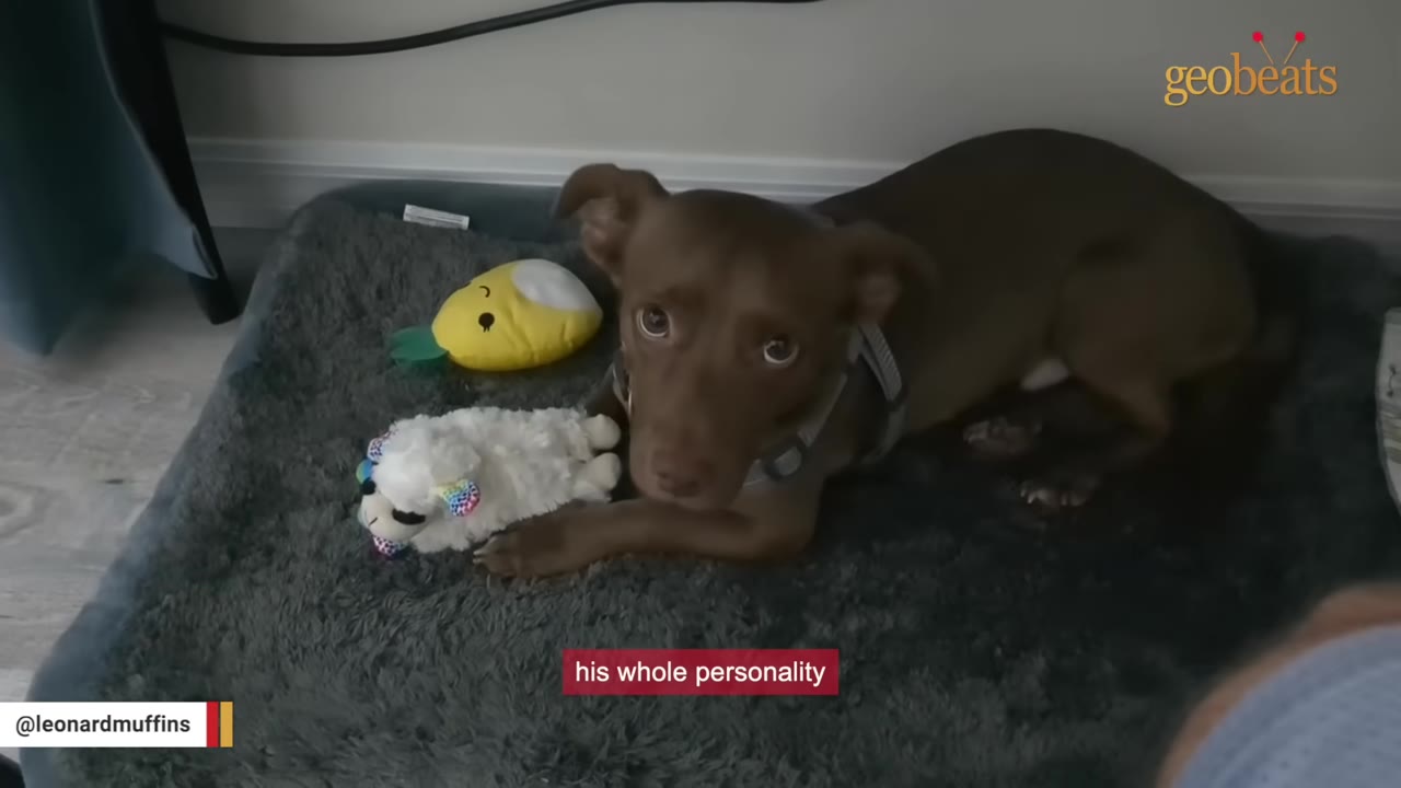A small brown dog lies on a grey pet bed, cautiously resting its paw on a plush white sheep toy next to a yellow toy.