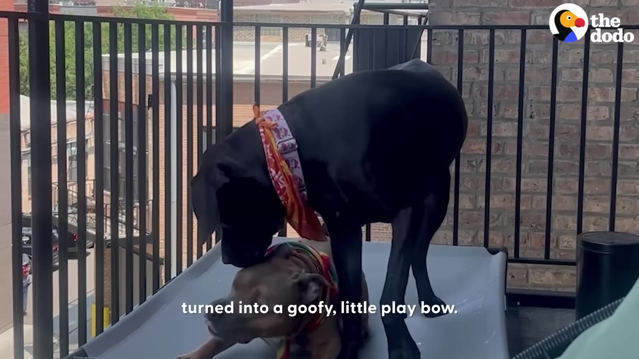 A brown pit bull-type dog wearing a colorful collar drops into a play bow on a grey outdoor pet cot, while a large black dog stands over him on a balcony.