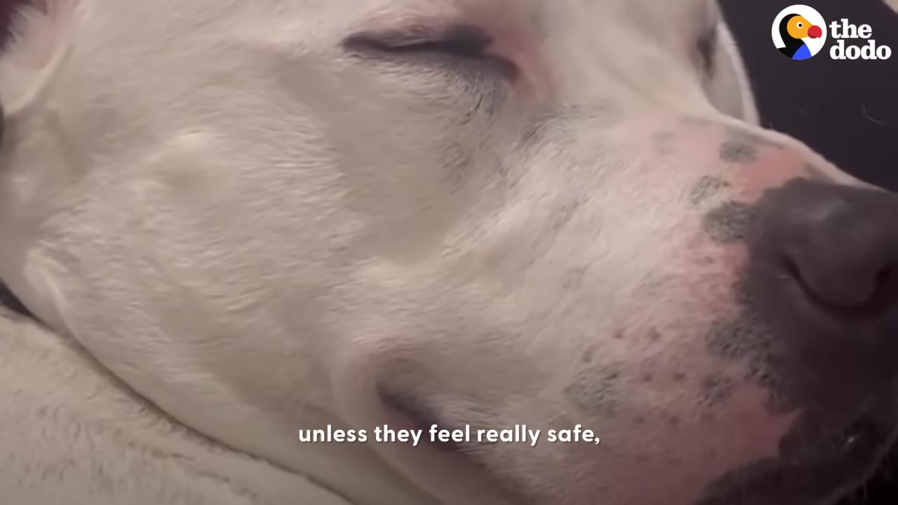 A close-up of a white dog sleeping peacefully with its eyes closed.
