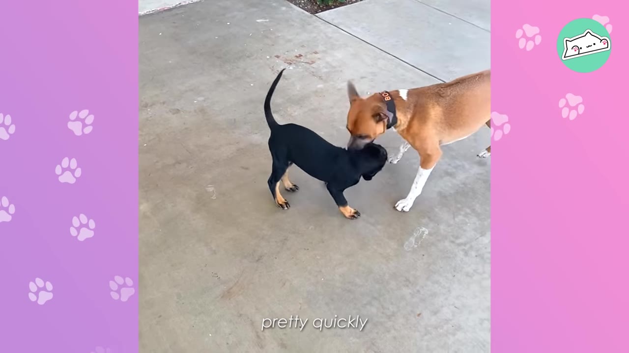 A small black puppy and a larger brown and white dog sniff each other during their first meeting on a concrete patio.