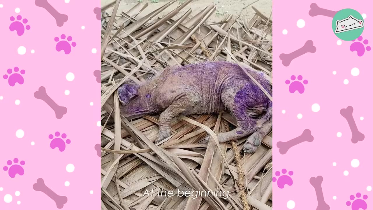 A small, hairless puppy with purple antiseptic medicine on its skin lies curled up on a bed of dried palm leaves.