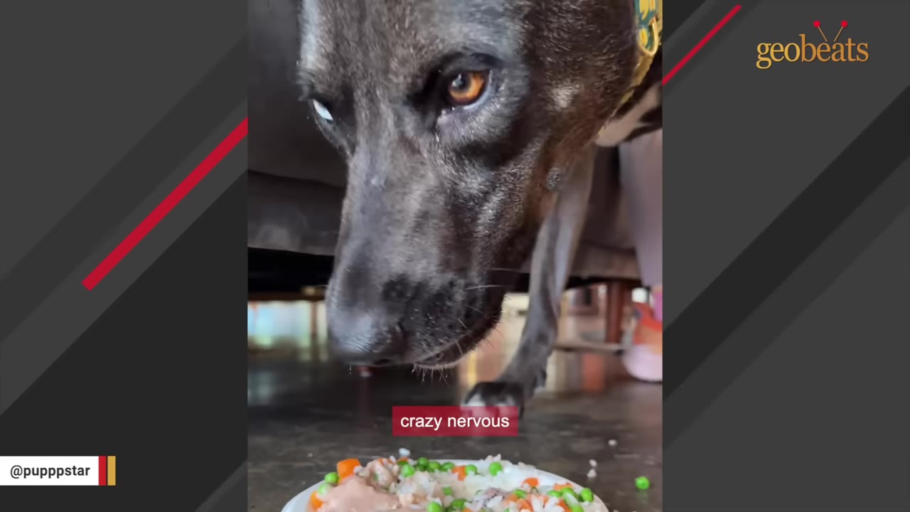 A close-up of a dark-furred dog sniffing a plate of food containing rice, peas, and carrots on the floor.
