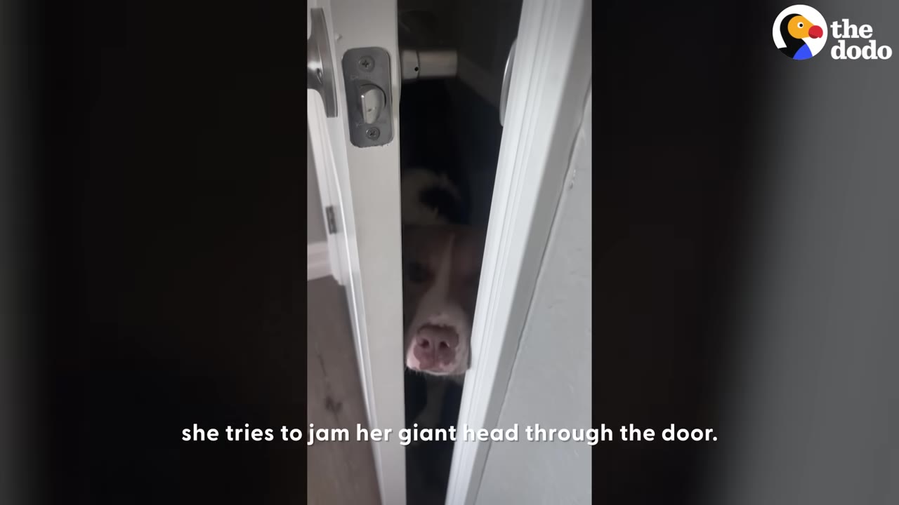 A brown and white dog peeks its snout and face through a narrow crack in a white door.
