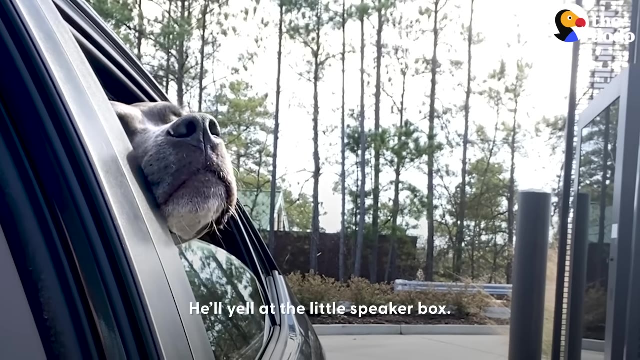 A gray dog sticks its snout out of a car window, looking towards a drive-thru speaker box outside.