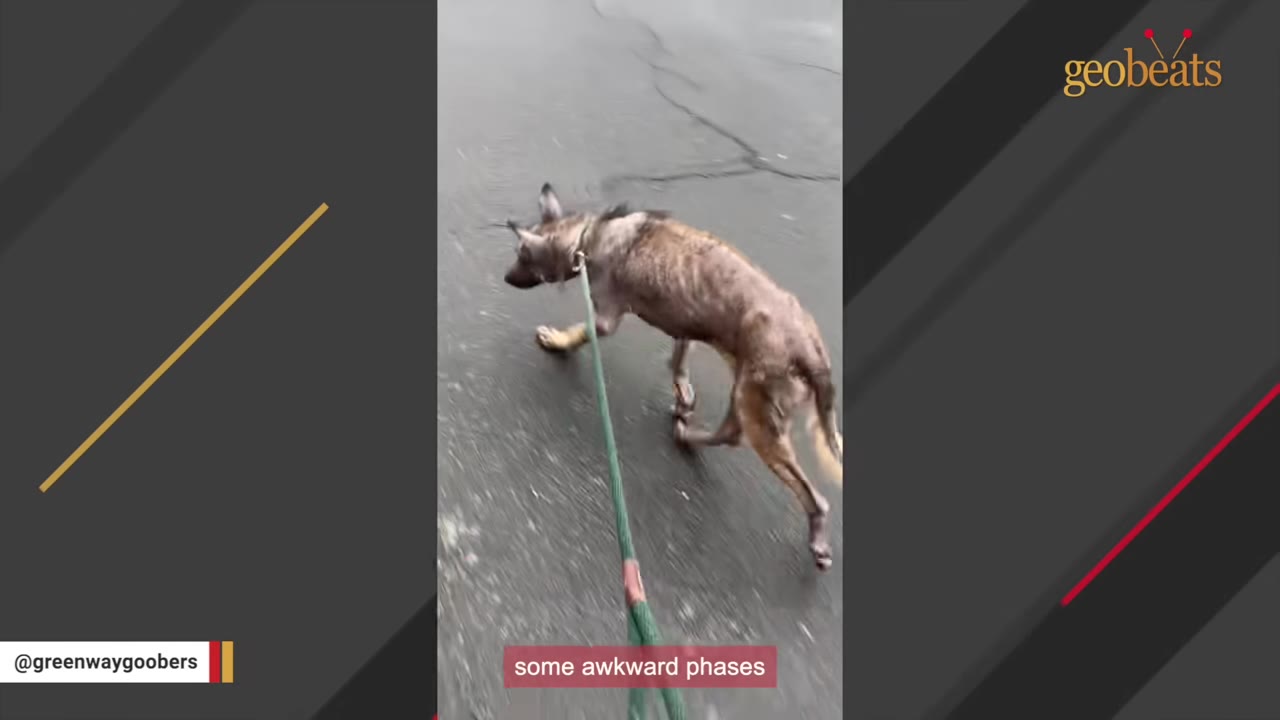 A slender dog with patchy brown and grey fur walks on a leash along an asphalt path.