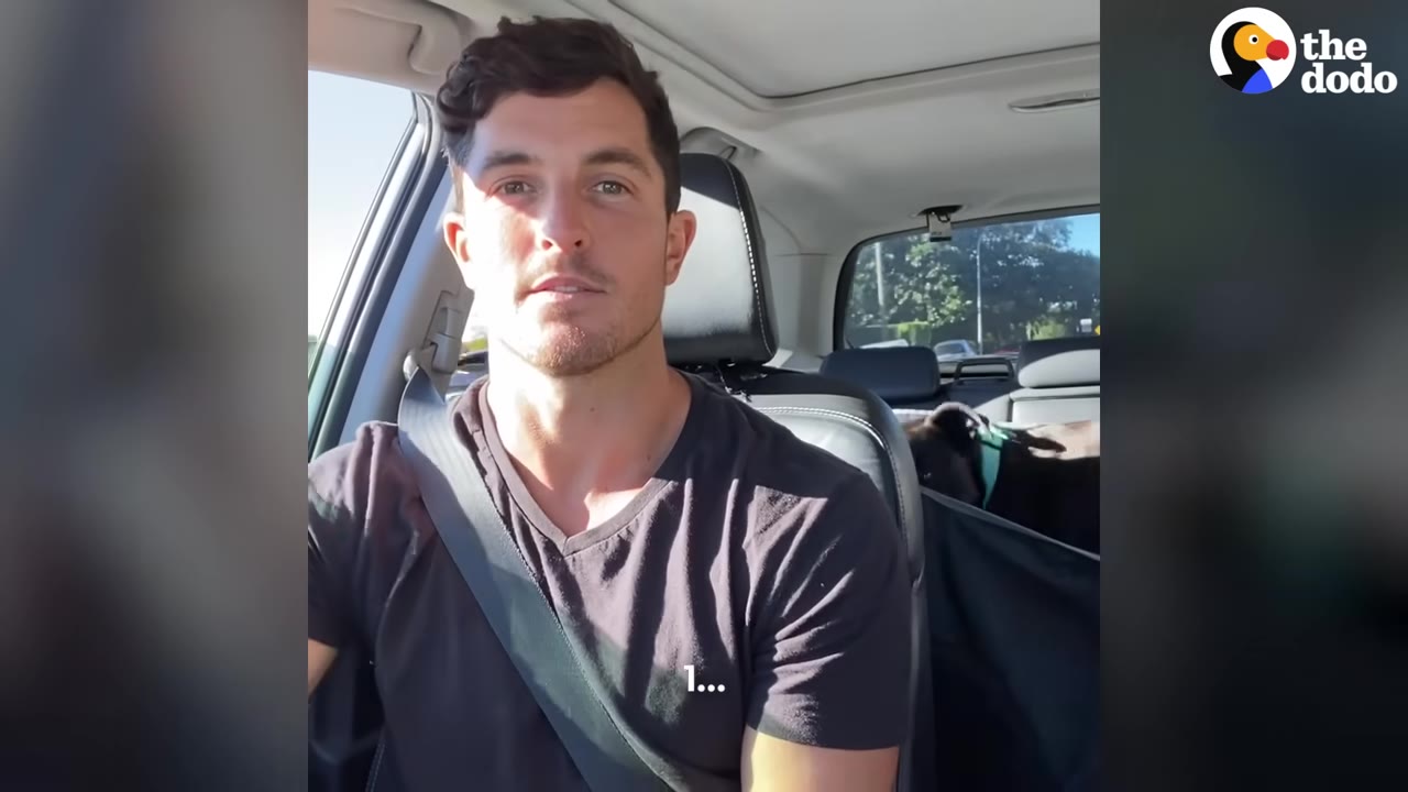 A man in a black t-shirt drives a car while a dark-furred dog wearing a green collar is visible in the back seat.