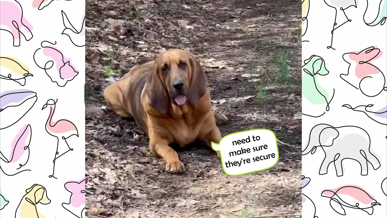 A bloodhound dog lying down on a dirt path, looking directly at the camera with its tongue slightly out.