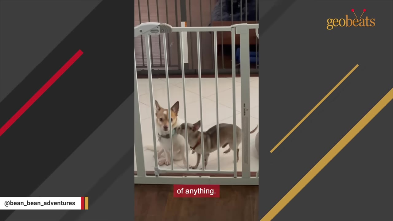 A tiny chihuahua stands next to a slightly larger dog behind a white pet gate inside a house.