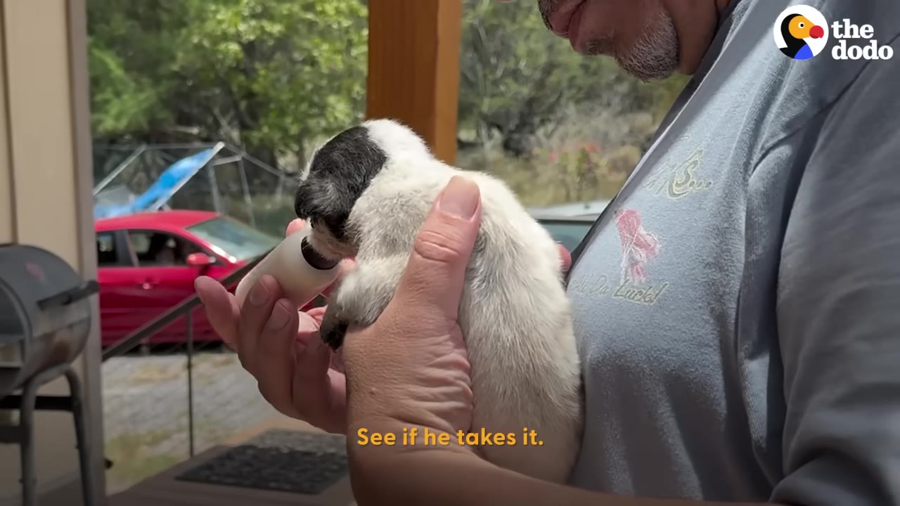 A person cradles a small black and white puppy while feeding it milk from a small bottle.